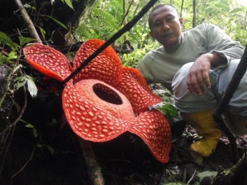 Пахнет тухлятиной и живет неделю: в Индонезии нашли крупнейший в мире цветок (фото)