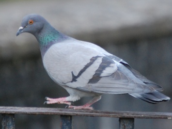 В Кривом Роге голубь застрял на лестнице многоэтажки