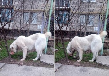 В Запорожье застрелили собаку, которая покусала мужчину и патрульного