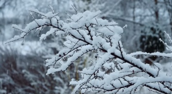 Снегопад и грибы в лесах: настоящее Рождественское чудо! Погода в Украине на 7 января