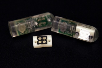 Представлена новая бактерия на чипе