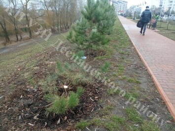 Вандалы уничтожают деревья в столичных парках