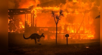 Пожары в Австралии: погибло около миллиарда животных