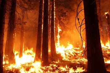 Более 1 млрд животных погибли в Австралии из-за лесных пожаров