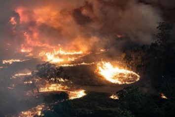 В Австралии из-за пожаров погибло более миллиарда животных, - исследователи