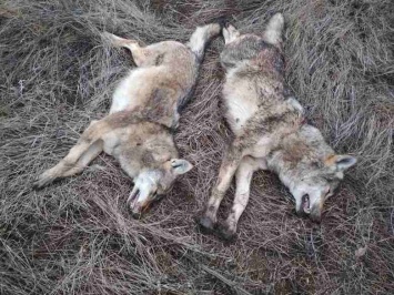 В Приазовье охотники регулируют численность вредных и хищных животных