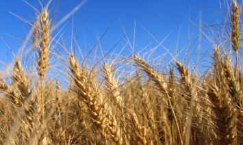 Исследовательское сельхозпроизводство недополучило более 11 млн гривен выгод из-за судов и действий Госгеокадастра и Глеваховского поссовета