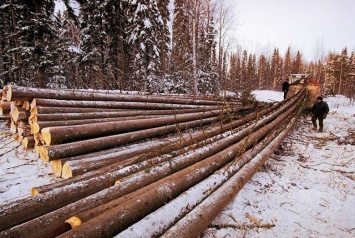 Полицейские Черниговщины предотвратили кражу леса