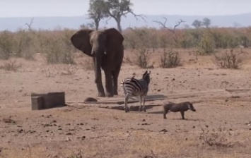 Бой слона и кабана у водопоя сняли на видео