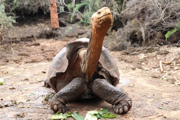 Оплодотворил сотни самок: черепаха с легендарным либидо возвращается на Галапагосы