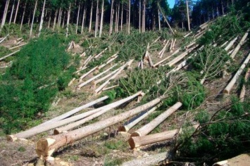 На Херсонщине «черные» лесорубы напали на сотрудников лесоохраны, есть погибший