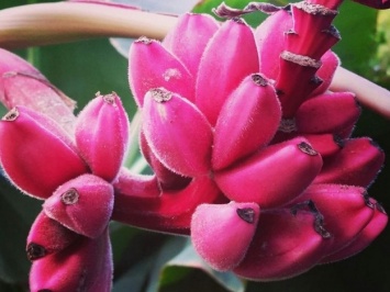 Прикольно: в Запорожье женщина вырастила дома розовые бананы (видео)