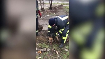 В Кривом Роге спасатели вытащили собаку, которая упала в коллектор