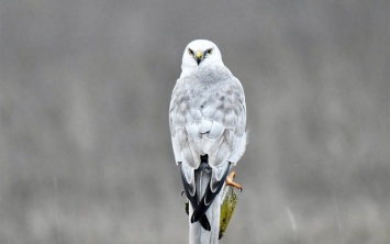 На Херсонщине орнитологическая сенсация - ученые обнаружили редчайшую птицу