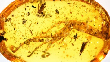 Найдена уникальная плесень возрастом 100 миллионов лет