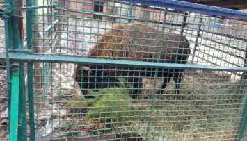 Животных в Менском зоопарке подкармливают непроданными елками