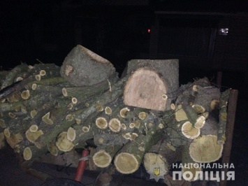 Незаконно срубленными деревьями собирался отапливать дом браконьер на Херсонщине