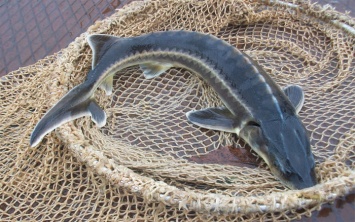 В Азовском море браконьеры выловили осетровых на миллион - рыбу выпустили в воду