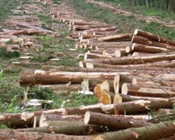 Украина потеряла 1 млрд грн от незаконной вырубки леса