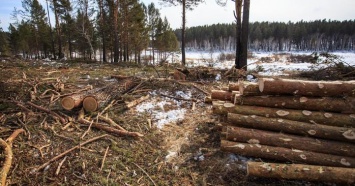 Кабмин ввел в Украине централизованный учет древесины: стали известны детали