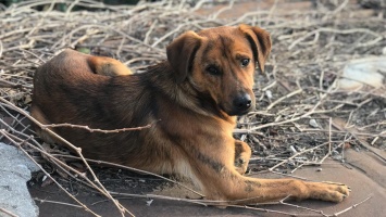 Власти Самарской области разрешили охоту на бездомных собак