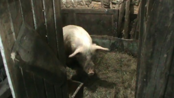 В Запорожской области фермера искусала собственная домашняя свинья