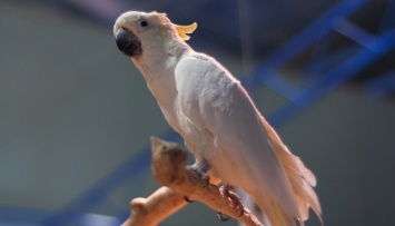 В Харькове волонтеры спасают 50 больных попугаев, которых выбросили в лес