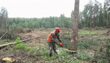 В Гослесагентстве планируют создать онлайн-карту рубок древесины через три месяца