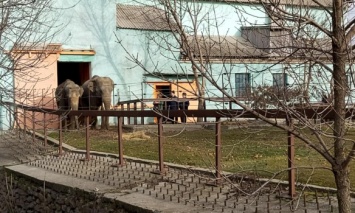 В Николаевском зоопарке слоны вышли прогуляться "на зеленую январскую травку"