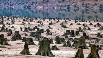 Никто не знает, кто это: «черные» лесорубы, срубившие около 2 тысяч деревьев, исчезли