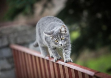 На Херсонщине судили мужчину, который подстрелил кота