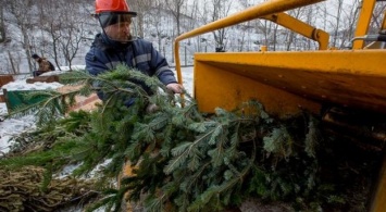 26 января в Симферополе можно будет сдать елку на переработку (АДРЕСА)