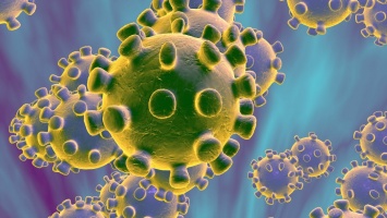 Китайские ученые обнаружили новый коронавирус