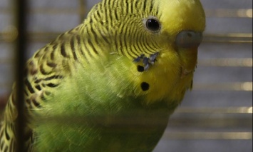 В Харькове выбросили полсотни волнистых попугаев