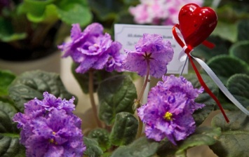 Фиалки для влюбленных: в Киеве пройдет выставка ко Дню Святого Валентина