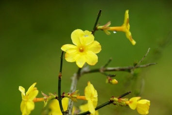 Очередное чудо природы: в Запорожье в январе цветет жасмин (ФОТО)