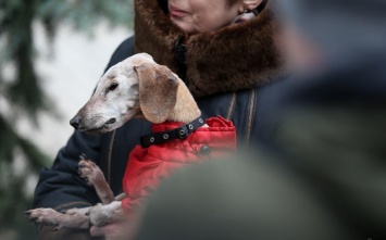 В Киеве зарегистрировали старейшую собаку Украины (фото)