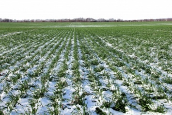 Аномально теплая зима: будет ли в области урожай?