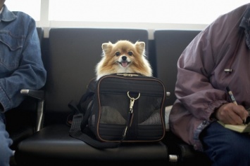 "Собака осталась довольна:" как в запорожском муниципальном транспорте можно ездить с животными (ФОТО)