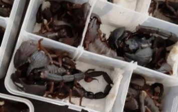 Китаец пытался пронести в самолет две сотни живых скорпионов (фото)