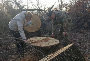 Браконьеры спилили вековые дубы на Николаевщине