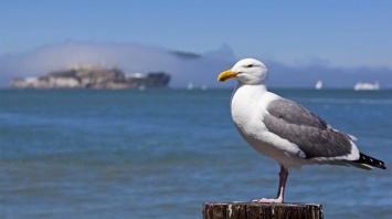 Миллион морских птиц погибло за год из-за потепления воды в океане - CNN