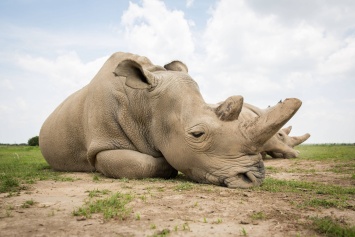 Создан третий эмбрион для спасения исчезающих носорогов