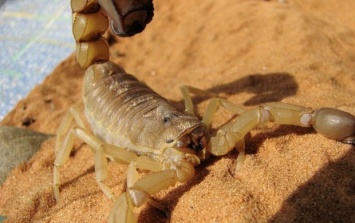 Скорпионы могли быть первыми существами, которые ступили на сушу