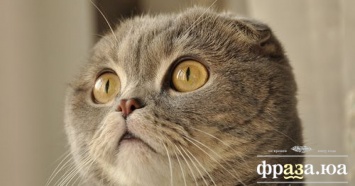Ученые выяснили о кошках кое-что ужасающее (18+)