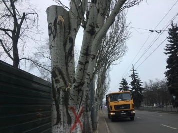 Какие деревьев пойдут под снос при реконструкции сквера возле площади Свободы,- ФОТО