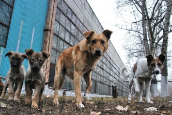 В Запорожье на стерилизацию бездомных котов и собак потратят 757 тысяч гривен