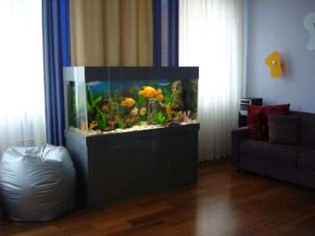 Почему в каждом доме должен быть аквариум