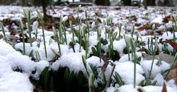 На зиму можно не рассчитывать: весна придет уже в феврале