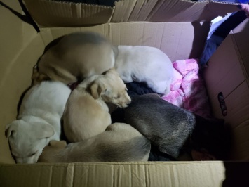 В Ирпене из-под завалов спасли щенков